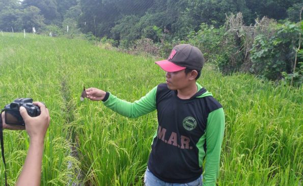 Petani di Bacukiki, Jaga Sawah Dari Hama Sambil Jaring Burung Pipit