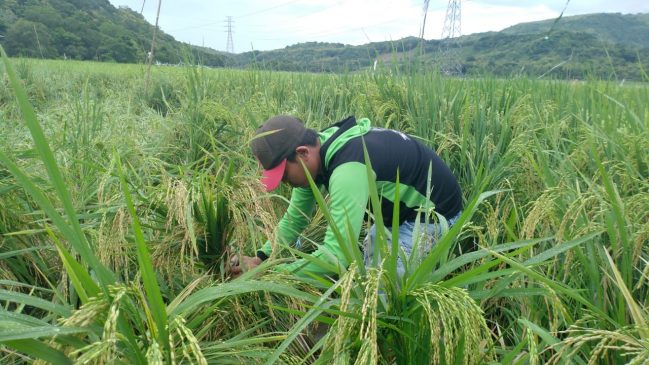 Angin Kencang dan Hujan Deras Rusak Tanaman Padi di Parepare