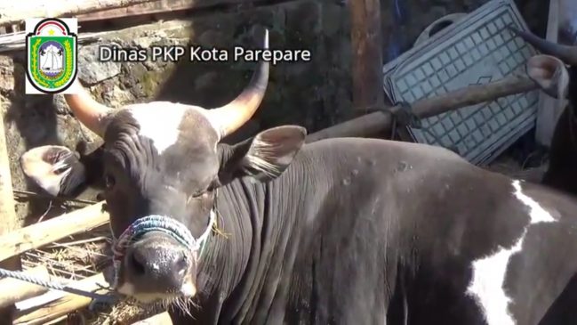 Tonton “Tips Memilih Sapi Qurban yang Sehat” di YouTube