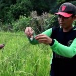 Tonton “HAMA BURUNG JADI BERKAH PENANGKAP BURUNG DI PAREPARE” di YouTube