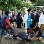 Idul Adha Tahun Ini, Taufan Sembelih 3 Sapi Qurban