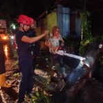 Dengan Sigap, Petugas Damkar Parepare Evakuasi Pohon Tumbang di Jalur Trans Sulawesi