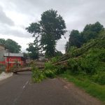 Akibat Angin Kencang, Pohon Ambruk di Jalan Abubakar Lambobogo Tutupi Jalan
