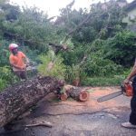 BPBD Parepare Lakukan Evakuasi Pohon Tumbang di Jalan Abubakar Lambobogo