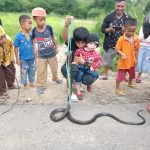 Ular Hitam 3 Meter Resahkan Warga