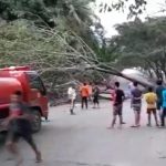 Pohon Tumbang Tutupi Jalan Poros Enrekang-Toraja