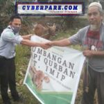 PT. MIP Salurkan 29 Ekor Hewan Kurban