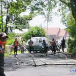 Akibat Cuaca Buruk, BPBD Parepare Antisipasi Pohon Rawan Tumbang Bahayakan Pengguna Jalan