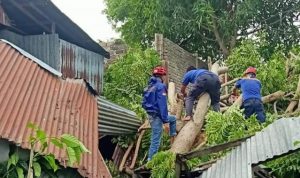 Damkar Parepare Evakuasi Pohon Tumbang Timpa Rumah Warga Akibat Angin Kencang