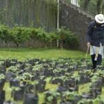 Disalurkan, Puluhan Ribu Bibit Cabai dan Bawang Merah