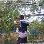 Halangi Jalan, Bhabinkamtibmas Desa Panaikang langsung turun Evakuasi Pohon tumbang