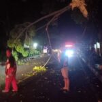 Dahan Pohon Patah Menutup Jalan Poros, Damkar Bergerak Cepat