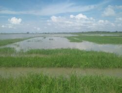 Ikatan Alumni SMP Negeri 1 Batu-Batu Bentuk Tim Advokasi Bantu Masyarakat Pesisir Danau Tempe di Soppeng dari Dampak Bendungan Gerak