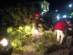 Pohon Mangga Tumbang Menimpa Karyawati dan Menutup Jalan Agussalim