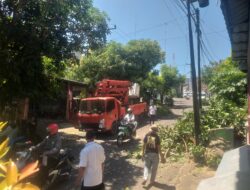 DLH Parepare Lakukan Penebangan  Pohon di Jalan Lasiming  Untuk Antisipasi Pohon Tumbang