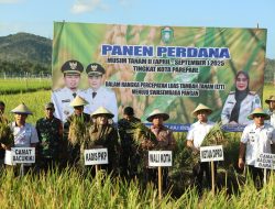 Wali Kota Tasming Hamid Pimpin Panen Perdana Benih Padi, Dorong Parepare Jadi Kota Penghasil Benih Padi