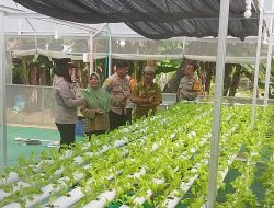 Wakapolsek  Minasatene Kanit Binmas dan Bhabinkamtibmas Monitoring Pengembang Hidroponik P2B di Desa Kabba